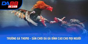 Trường Gà Thomo – Sân Chơi Đá Gà Đỉnh Cao Cho Mọi Người